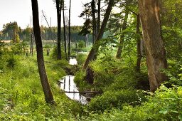 Polen: Ermland-Masuren, Masuren, nahe Mikolajki, Wald