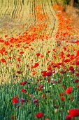 Field of poppy plant in Mikolajki, Warmia-Masuria, Poland