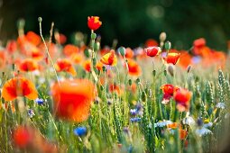 Field of poppy plant in Mikolajki, Warmia-Masuria, Poland