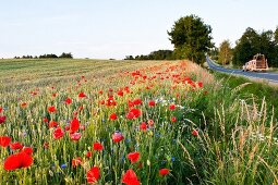 Polen: Ermland-Masuren, Masuren, nahe Mikolajki, Klatschmohn