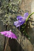 Arrangement aus einer violetten Freesie und einem Cocktailschirmchen