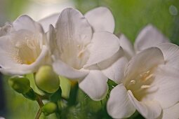 drei weiße Freesienblüten, Nahaufnahme