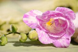 weiß-pinke Freesienblüte und Knospen am Blütenstiel