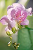 rosa-weiße Freesienblüte Nahaufnahme