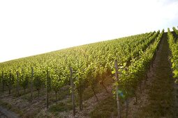 Vines at The Hoffman winery in Rottingen, Bavaria, Germany