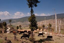 Cattles grazing in Ura valley, Bhutan