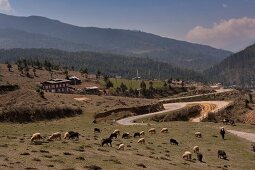 Cattles grazing in Ura valley, Bhutan