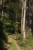 Forest path in Mariannenweg Blieskastel, Saarland, Germany