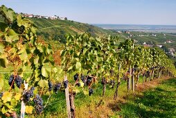 View of the Eisenberg vineyard, border between Hungary and Austria