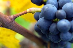 Close-up of bunch of blue grapes