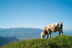 Cattle grazing on Chiemgau Alps mountain in Bavaria, Germany