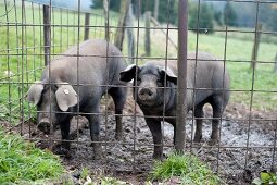 Schweine, Gitter, Zaun, Matsch, Rudi, Rudis, Sauerland