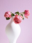 Close-up of peonies in vase against pink wall