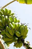 Bunch of raw bananas hanging on tree at Salalaha and Oman