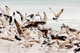 Oman, Dhofar, Salalah, Maghsail Bay Beach, Möwen, Möwe, Vögel, Vogel