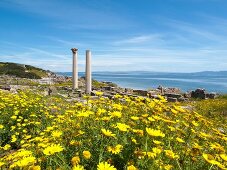Yellow flowers overlooking ancient city of Tharros on the west coast of Sardinia, Italy