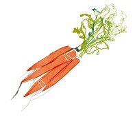 Illustration, Karotten, Möhren, Rüben, Bund, gebündelt, orange
