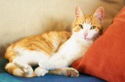 Rot-weiße Katze liegt auf Sofa, Kissen