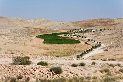 Israel, Negev Wüste, Weingut Chavat Kish