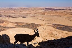 Israel, Wüste Negev, Har Ramon, Krater, Steinbock