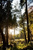 Kassel, Hessen, Witzenhausen, Wald bei Großalmerode