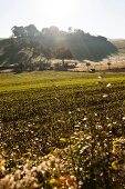 View of field in Dohrenbach, Witzenhausen, Kassel, Hessen, Germany