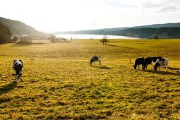 Cows grazing in meadow overlooking Lac de Joux, Vallee de Joux, Lake Geneva, Switzerland