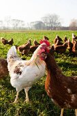 Close-up of hens in grass field at Moringen, Lower Saxony, Germany