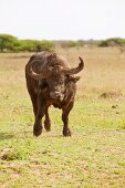 Südafrika, Phinda Game Reserve, Reservat, Büffel, Bueffel