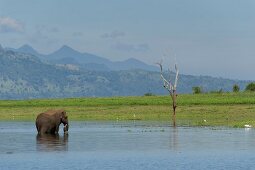View of elephant in water at Udawalawe National Park, Uva Province, Sri Lanka