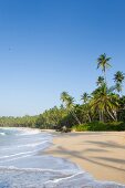 View of beach and palm trees in Tangalle, Hambantota District, Sri Lanka