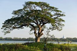 Sri Lanka, Anuradhapura, Basawak Kulama, Wasser, Landschaft