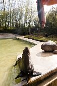 Woman feeding sea lion in Zoo Osnabruck, Osnabruck, Germany