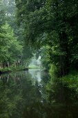 Spreewald, Spree, Wald, Bäume, Fluss Urwald, grün, gruen, Idylle, Ruhe