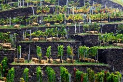 Vineyard terraces at Dernau, Ahrweiler, Germany