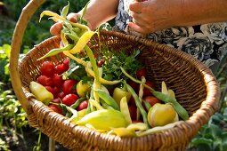 Close-up of woman holding basket with vegetables in Intercultural Garden, Berlin