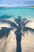 View of palm tree shadow on Veligandu Huraa, Maldives