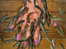 Close-up of woman's hand with doctor fish around in Hierapolis, Turkey