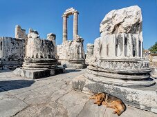 Dog sitting at temple of Apollo in Didyma, Turkey