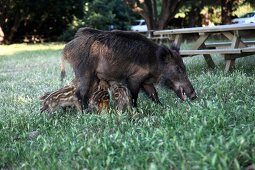 Two wild boar in Dilek Peninsula National Park, Turkey
