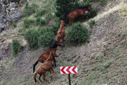 Wild horses in Spil Dagi National Park, Turkey