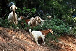 Goats in Spil Dagi National Park, Turkey
