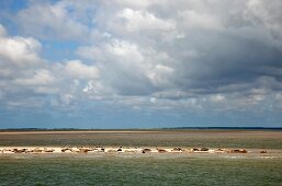 Dänemark, Fanö, Strand, Himmel, Meer , Robbenbank