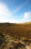 View of heath land on Sylt Island, Germany