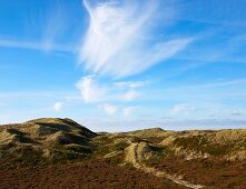 View of heath land on Sylt Island, Germany