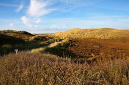 People walking in dunes on island of Sylt, Germany