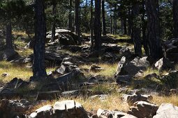 Forest with rocks in Edremit, Balikesir Province, Turkey