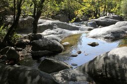 Forest with rocks in Edremit, Balikesir Province, Turkey