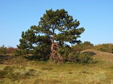 Tree in a meadow at Spiekeroog, Lower Saxony, Germany