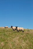 England, Schafe, Schafzucht 